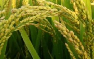 呈兩優(yōu)607水稻栽培技術(shù)要點，全生育期133.2天