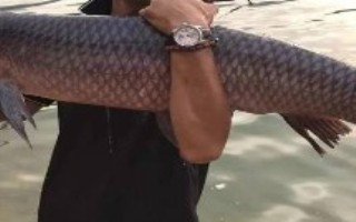 釣青魚適合用什么餌料打窩，要根據(jù)季節(jié)選擇出釣時(shí)間