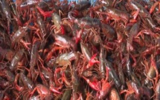 冬季養(yǎng)殖小龍蝦要注意什么，將黑魚和鱔魚作為重點(diǎn)防范對象