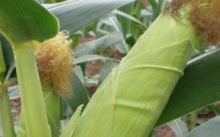 中農(nóng)大633玉米栽培技術(shù)要點，6月上旬至中旬播種