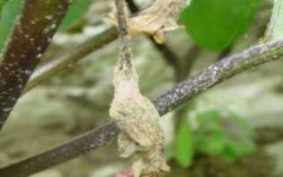 防治措施，整個(gè)生育期內(nèi)都有發(fā)病可能性