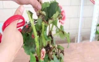 玫瑰海棠適合什么土壤，一般在4-5月份進(jìn)行