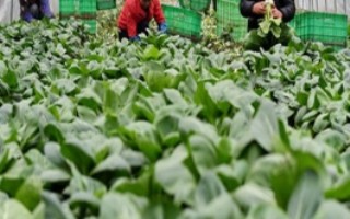 專業(yè)合作社和農(nóng)民專業(yè)合作社的區(qū)別，入社自愿、退社自由、民主選舉和民主決策等