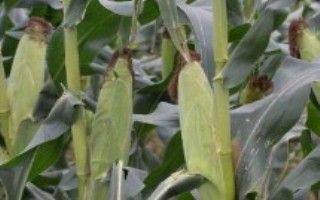 禹堃823玉米栽培技術(shù)要點，密度5000株/畝左右
