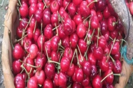 山東巨野縣的特產(chǎn)，有巨野罐子湯、巨野櫻桃等