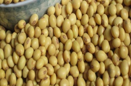 濰黑豆1號(hào)大豆栽培技術(shù)要點(diǎn)，適宜播期為6月10～20日