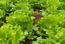 生菜生吃是甜的還是苦的，顏色越是淺綠的苦味越少