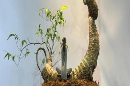簕竹根沒(méi)芽能不能長(zhǎng)出竹子，生長(zhǎng)期要每隔3天澆一次水