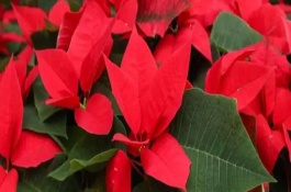 一品紅葉子掉光能活嗎，可能是盆土過干或花盆過小導致的