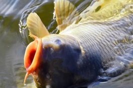 釣魚(yú)適合用腥味還是香味餌料，包括鯉魚(yú)、草魚(yú)、鯽魚(yú)等魚(yú)類