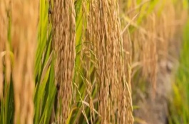 北粳2號水稻栽培技術(shù)要點(diǎn)，屬中熟品種