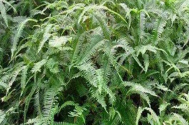 哪些植物可以探測(cè)黃金，主要有以下5種