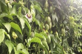 百香果什么時候采摘，在定植后應(yīng)該澆足定根水