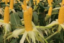 華興338玉米栽培技術(shù)要點(diǎn)，4月下旬至5月上旬播種