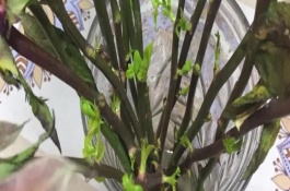 玫瑰怎么養(yǎng)殖，用多菌靈浸泡消毒、涂抹生根粉之后再水培