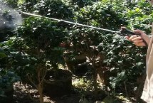 苗圃養(yǎng)護(hù)方法及注意事項(xiàng)，第一次噴藥在6月下旬進(jìn)行