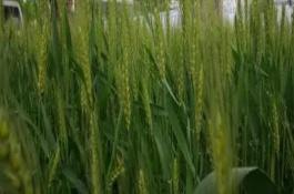 如何確保冬小麥的高產(chǎn)穩(wěn)產(chǎn)，應(yīng)保護(hù)好幼苗、澆水補(bǔ)灌等