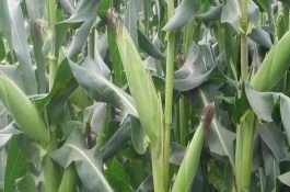 南北1號玉米栽培技術要點，在適應區(qū)4月底至5月初播種