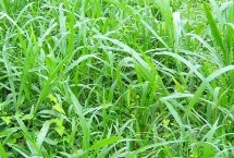 矮象草多少溫度才能安全越冬，冬季氣溫需在5℃以上