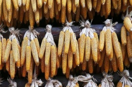 盛玉608玉米栽培技術(shù)要點，播種期4月下旬至5月上旬