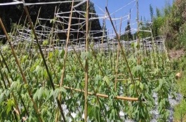 種豆角怎么施肥才能提高產(chǎn)量，增施磷鉀肥可促進花芽分化