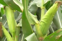 東方農(nóng)1號(hào)玉米栽培技術(shù)要點(diǎn)，中抗灰斑病