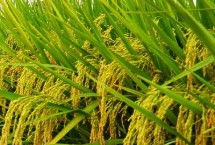 金龍優(yōu)6號(hào)水稻栽培技術(shù)要點(diǎn)，晚造全生育期117～119天