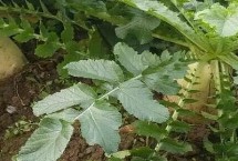 糧食農(nóng)作物可以分為哪三類，包括蘿卜、白菜、芥菜等品種
