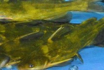 常見(jiàn)種類，是底棲性魚(yú)類