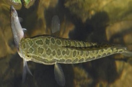 黑魚能長多少斤，黑魚能長到8-9千克