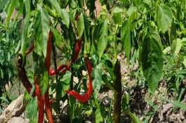 辣椒開花后過多長時(shí)間才結(jié)果，屬于自花授粉作物、無需人工授粉