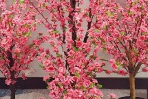 桃樹是否喜光，可觀賞桃花還可觀賞果實(shí)