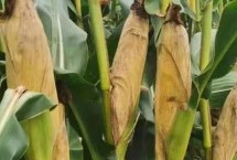 福玉10號(hào)玉米栽培技術(shù)要點(diǎn)，生育期116.0天