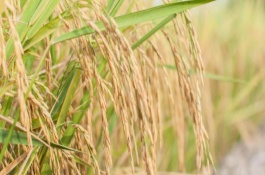 亞航金占水稻栽培技術(shù)要點(diǎn)，及早播種
