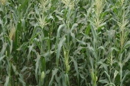 牡玉318玉米栽培技術要點，種植密度不宜過大