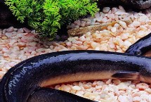 黑鰻魚和黃鰻魚的區(qū)別，顏色存在明顯差異