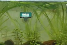 怎么給魚缸換水，一般采用熱水兌冷水的方式