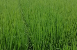 內(nèi)6優(yōu)816水稻栽培技術(shù)要點(diǎn)，注意防治稻瘟病