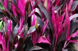 紅運(yùn)竹簡(jiǎn)介，可適當(dāng)遮蔭或增加澆水等