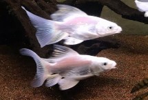 怎么養(yǎng)蝴蝶鯉才能讓它爆須，需保證環(huán)境穩(wěn)定及空間充足