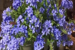 藍(lán)雪花怎么摘心，將其放置光線柔和的通風(fēng)環(huán)境中養(yǎng)護(hù)