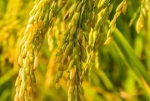 早優(yōu)1801水稻栽培技術要點，全生育期110.6天
