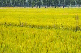 華1201S水稻栽培技術(shù)要點(diǎn)，秧田畝播種量20公斤