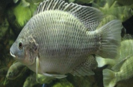 羅非魚吃不吃草，草是羅非魚的主要食物來(lái)源
