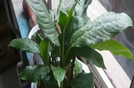 怎么增加一帆風(fēng)順的開(kāi)花量，每隔7-10天澆一次