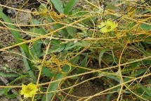 大豆苗后用什么除草劑，稀釋藥液后可噴灑受害植株