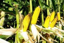 利合721玉米栽培技術(shù)要點(diǎn)，5月中上旬播種
