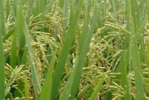 滿香優(yōu)613水稻栽培技術(shù)要點，每畝用種量1千克左右
