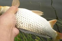 秋季能不能用蚯蚓釣鯉魚，秋季適合釣鯉魚