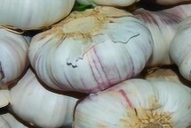 大蒜葉枯病，需對(duì)癥下藥